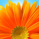Profile Icon